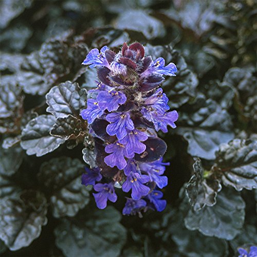Black Scallop Bugleweed - Ajuga - NEW! - Darkest Form - 4 Plants - 1 3/4 Black Scallop Bugleweed - Ajuga - NEW! - Darkest Form - 4 Plants - 1 3/4