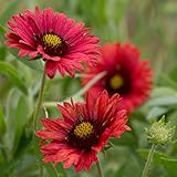 Kings Seeds - Gaillardia Pulchella Firewheels - 100 Seeds