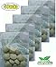 Todorganic Cashew Nuts Seeds, (Pack of 5, 60 Seeds)