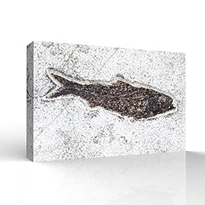 Vintage Animal Fish Fossil Living Room Poster