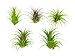 25 Ionantha Tillandsia Air Plant Pack, Each 2 to 3.5 Inches Long, Live Tropical House Plants for Home Decor, Indoor Terrarium Air Plants