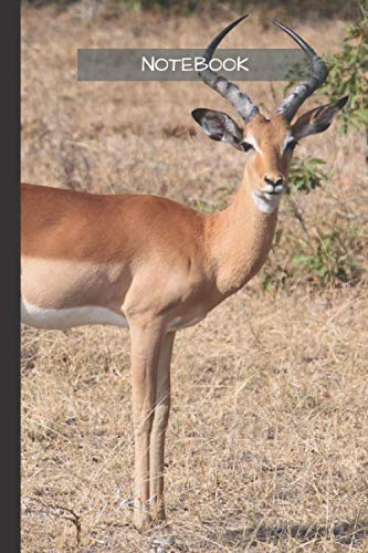 Gazelle Notebook: Gazelle notebook blank pages - Journal to write in - 120 pages - 6"x9"