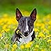 2020 Bull Terriers Calendar 16 Month 12 x 12 Wall Calendar by Bright Day Calendars (Terriers Collection) (Bull Terriers 2019)