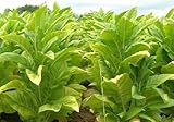 HEIRLOOM NON GMO Lite Tobacco 1000 seeds