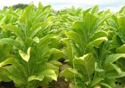 HEIRLOOM NON GMO Lite Tobacco 1000 seeds HEIRLOOM NON GMO Lite Tobacco 1000 seeds