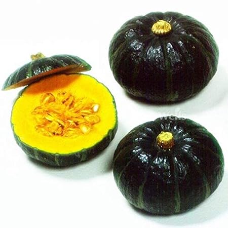 AGROBITS Mini Calabaza de jardín Verduras saludables nutritivas s ...