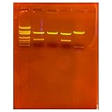 Edvotek 130-S Amplification of DNA for