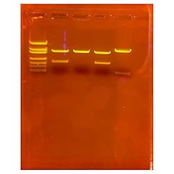 Edvotek 130-S Amplification of DNA for