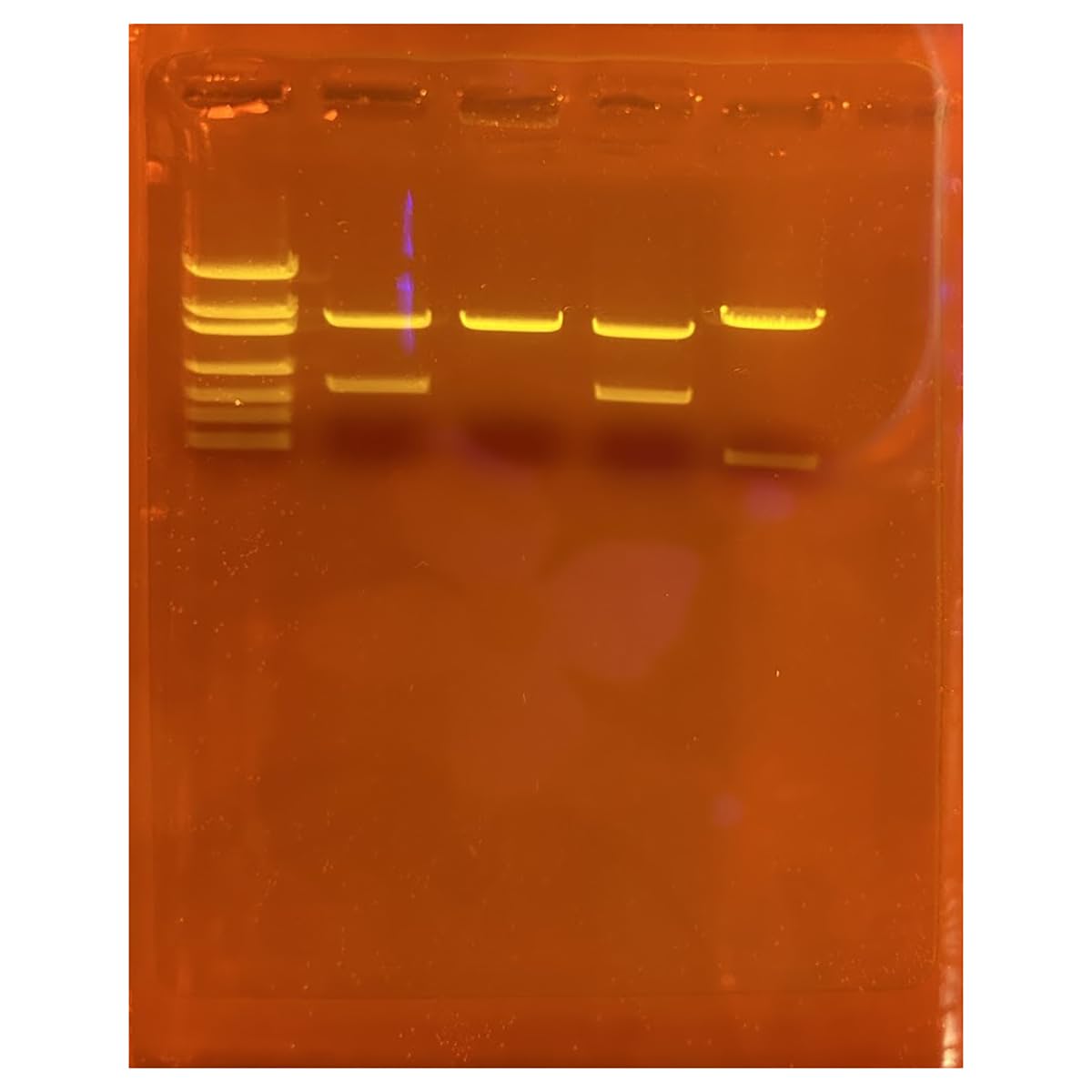 Edvotek 130-S Amplification of DNA for