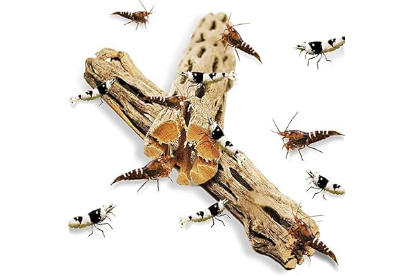 Sungrow Cholla Wood for Shrimps, 6 Inches Long, Dried Husk of Cholla Cactus, Aquarium or Home Decor for Dwarf Shrimp, Hermit