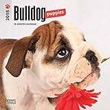 Bulldog Puppies 2018 7 x 7 Inch Monthly Mini Wall Calendar, Animals Dog Breeds Puppies