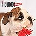 Bulldog Puppies 2018 7 x 7 Inch Monthly Mini Wall Calendar, Animals Dog Breeds Puppies