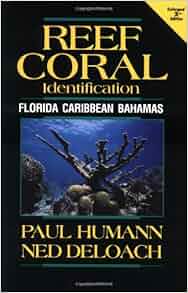 Reef Coral Identification Florida Caribbean Bahamas