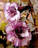Black Angel Trumpet Datura-Gothic 10 Seeds/Seed