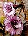 Black Angel Trumpet Datura-Gothic 10 Seeds/Seed