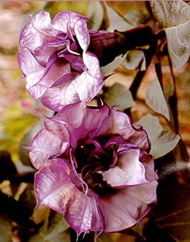 Black Angel Trumpet Datura-Gothic 10 Seeds/Seed Black Angel Trumpet Datura-Gothic 10 Seeds/Seed