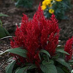 Park Seed Celosia Flower Plant Seeds, Easy to