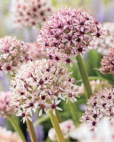 Amazon ハッピーガーデン 秋植え球根 アリウム シルバースプリング2球 中球根 Allium Silver Spring Ornamental Onion 観葉植物 オンライン通販