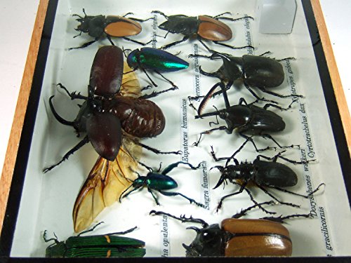 6 Display+Insect+Taxidermy+Small+Collectible
