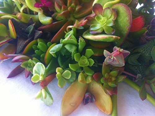 5 15+Assorted+Succulent+Cuttings+Terrariums