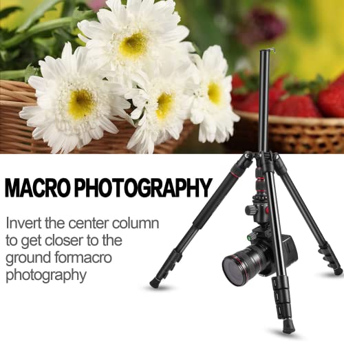 MACTREM 80" Camera Tripod, DSLR Tripod Heavy Duty for Travel, 360 ° Ball Head Professional