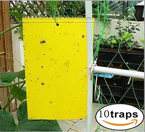 SY.XL High Effect Dual-sided Yellow Sticky Fly Trap, for Leaf Miner, Aphids, Fungus, Gnats, Mosquitoes, Whitefly & Other Flying Insects Effective(Contains 10 Iron Wire) 10pcs SY.XL High Effect Dual-sided Yellow Sticky Fly Trap, for Leaf Miner, Aphids, Fungus, Gnats, Mosquitoes, Whitefly & Other Flying Insects Effective(Contains 10 Iron Wire) 10pcs