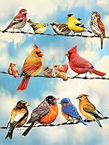 Birds on a Wire
