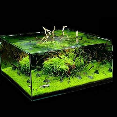 Yvetti 600Pcs Aquarium Water Grass Seeds Easy Aquatic Live Home Aquatic Landscape Ornaments Fish Tank 600pcs