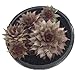 Grey Rose Moon Hens & Chicks - Sempervivum - Indoors/Out - 4