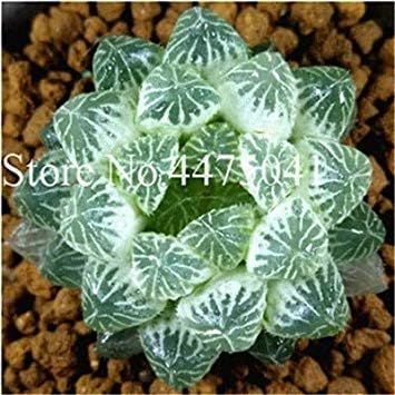 100 Pcs Rainbow YuLu Bonsai, Potted Succulents Fleshy Shining Green Plants Haworthia Cooperi Yulu Flower Bonsai Lithops Pseudotr: 23