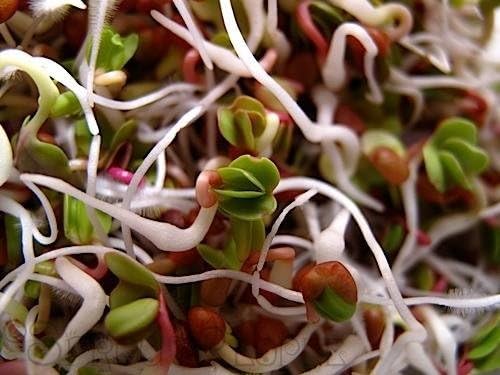 Natures Root Organic Radish Sprouting Seeds 250g (China Rose) - Superfood - Image 4