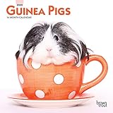 Guinea Pigs 2020 7 x 7 Inch Monthly Mini Wall Calendar, Domestic Animals Small Pets by 