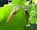 2 LARGE Freshwater Bamboo Shrimp/Singapore Flower Shrimp (Atyopsis moluccensis) - 2+ inch Young Adults by Aquatic Arts