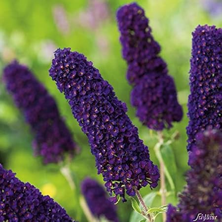 Schmetterlingsflieder Black Knight Sommerflieder Buddleja Pflanze In Dunkel Violett Lila Halbschattig Und Winterhart Flieder Strauch Von Garten Schluter Amazon De Garten