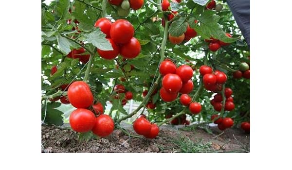 HONIC 100 Unidades Mezcla de Verduras Tomate, Plantas en macetas ...