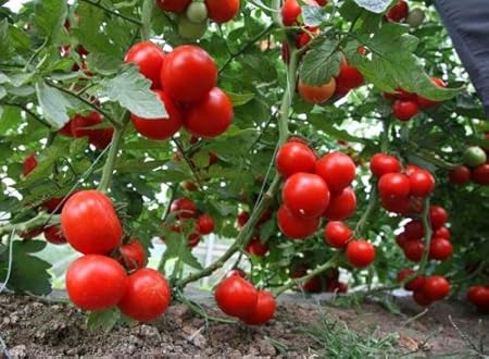 HONIC 100 Unidades Mezcla de Verduras Tomate, Plantas en macetas ...