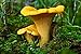 Seeds Golden Chanterelle Mushroom Mycelium Spawn Dried Spores Ukraine for Planting