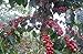 Costa Rica Palmichal Tarrazu (3 LB) Green Unroasted Coffee Beans, 100% Arabica Beans, Direct Trade