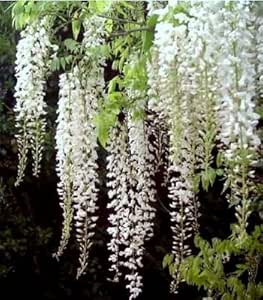 Amazon.com : WHITE WISTERIA VINE - FRAGRANT FOOT LONG ...