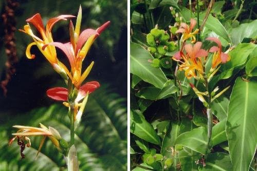 TROPICA - South American Canna (Canna speciosa) - 15 Seeds - Aquatic plants