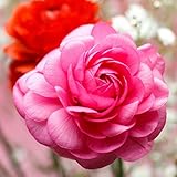 Tecolote Ranunculus Pink - Persian Buttercup Bulbs - 10 XL BULBS (Not Seeds) - 8 cm USA Grower