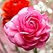 Tecolote Ranunculus Pink - Persian Buttercup Bulbs - 10 XL BULBS (Not Seeds!) - 8+ cm