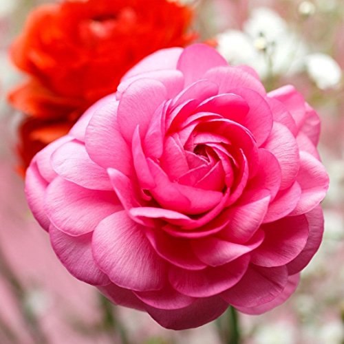 Tecolote Ranunculus Pink - Persian Buttercup Bulbs - 10 XL BULBS (Not Seeds) - 8 cm USA Grower Tecolote Ranunculus Pink - Persian Buttercup Bulbs - 10 XL BULBS (Not Seeds) - 8 cm USA Grower