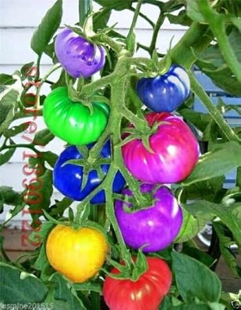 CATTERPILLAR FARM Dwarf Rainbow Tomato 30 Seeds- High Productivity vegetable Seeds