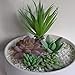 5 PCS Artificial Succulent Plants Unpotted in Flocked Fake Realistic Succulents for Home Gardern Diy Decoration