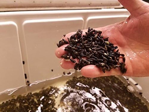 75 mega clean up crew snails and hermit and peppermint shrimp