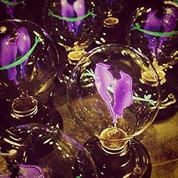 DarkSteve - Bird Couple Decorative Light Bulb