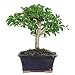 Brussel's Live Hawaiian Umbrella Indoor Bonsai Tree - 3 Years Old; 5" to 8" Tall with Decorative Container primary
