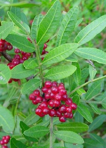 TROPICA - Mastic Tree (Pistazia lentiscus) - 50 Seeds - Mediterranean