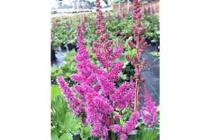 GREEN PROMISE FARMS Astilbe chinensis 'Visions' (Chinese Astilbe) Perennial, raspberry pink flowers, #1 - Size Container